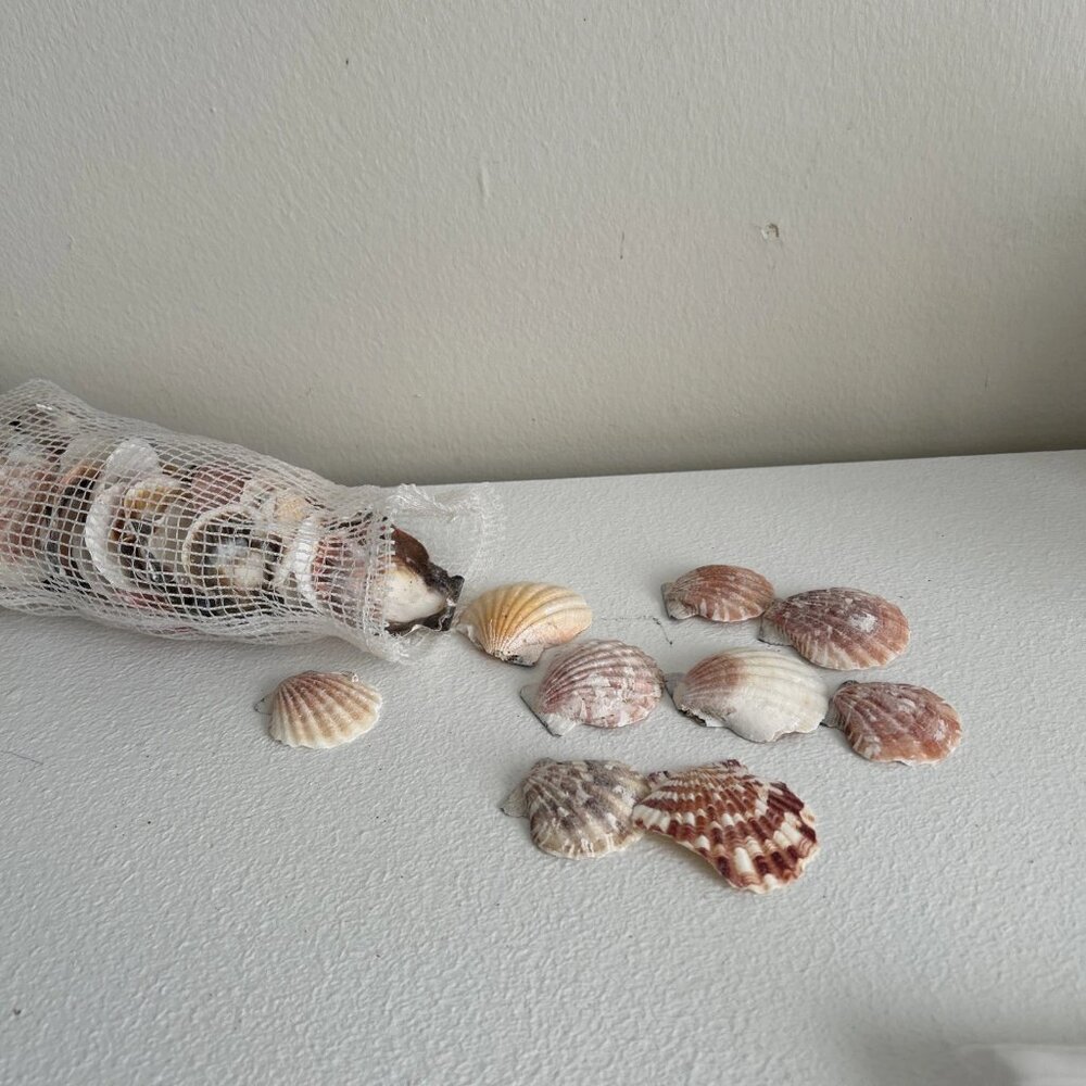 Lot of 53 Scallop Seashells Ocean Beach Decor Aquarium Craft Pink Brown White - Picture 2 of 4